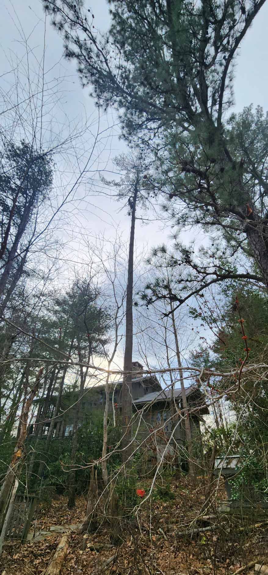 Tall tree extends upwards, obscuring the sky; beneath it is a weathered, gray structure, surrounded by green vegetation.