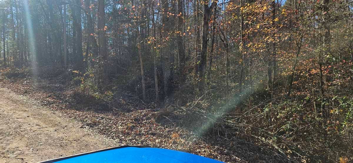 Forest and a blue vehicle bumper in the foreground, on a sunny day.