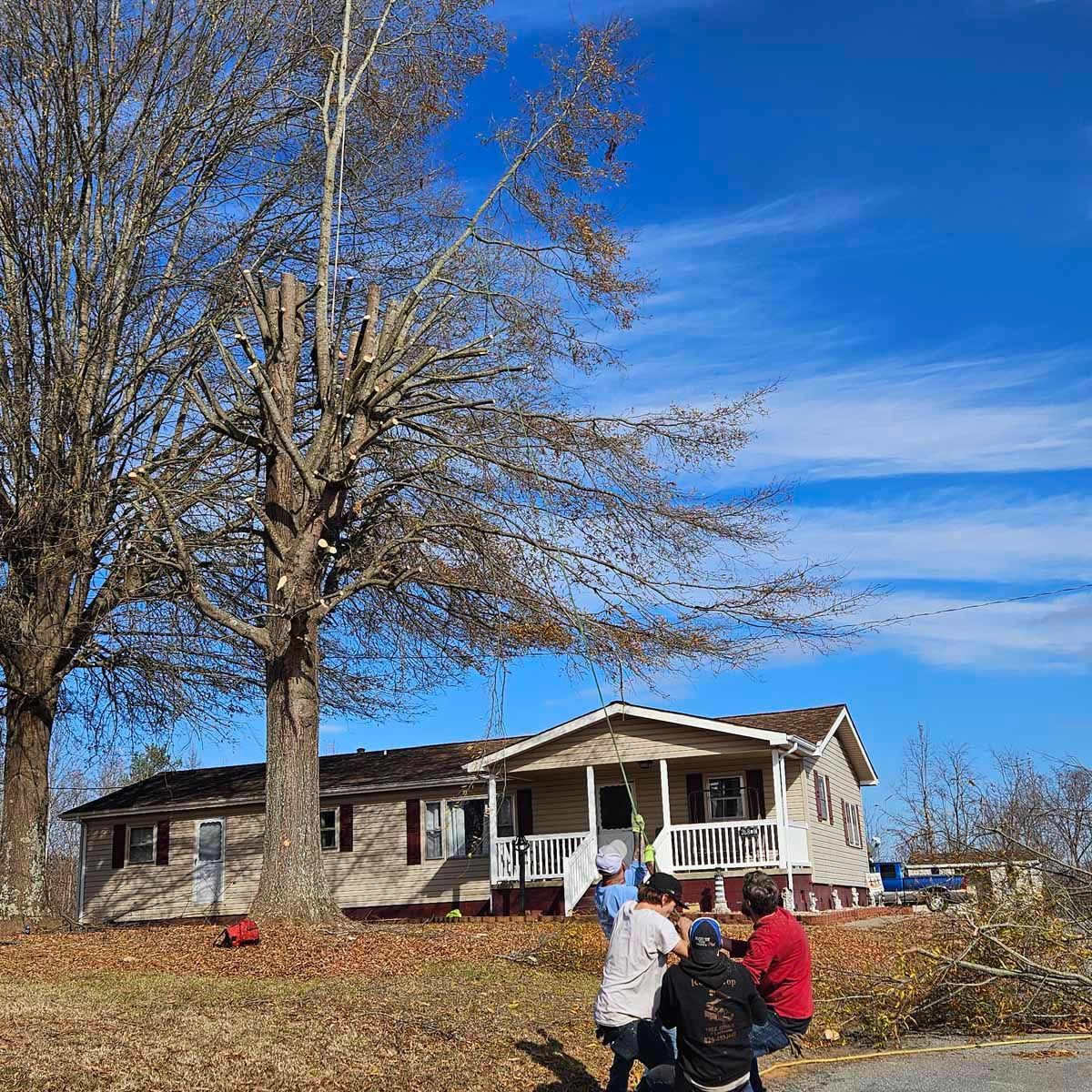 People trimming a tall tree in front of a house on a sunny day.
