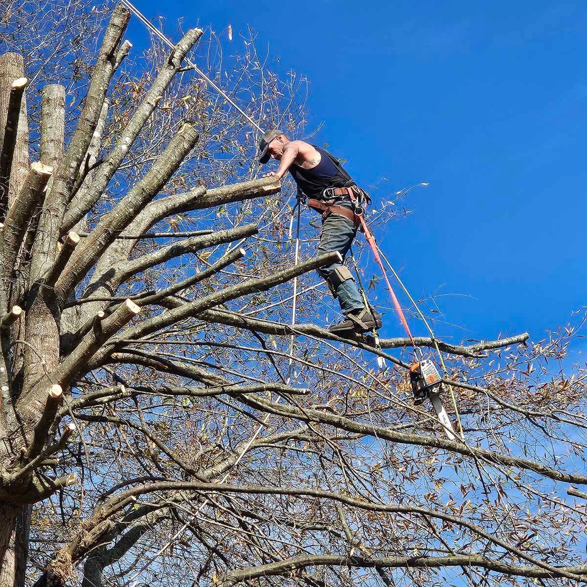 Man with safety harness trimming branches in a tree against a bright blue sky.