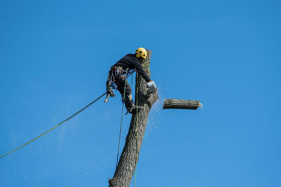 Arborist wearing safety gear cuts tree with chainsaw against a blue sky.