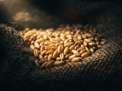 Heap of golden wheat grains spilling from a dark burlap sack