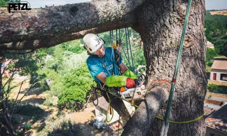 tree climbing