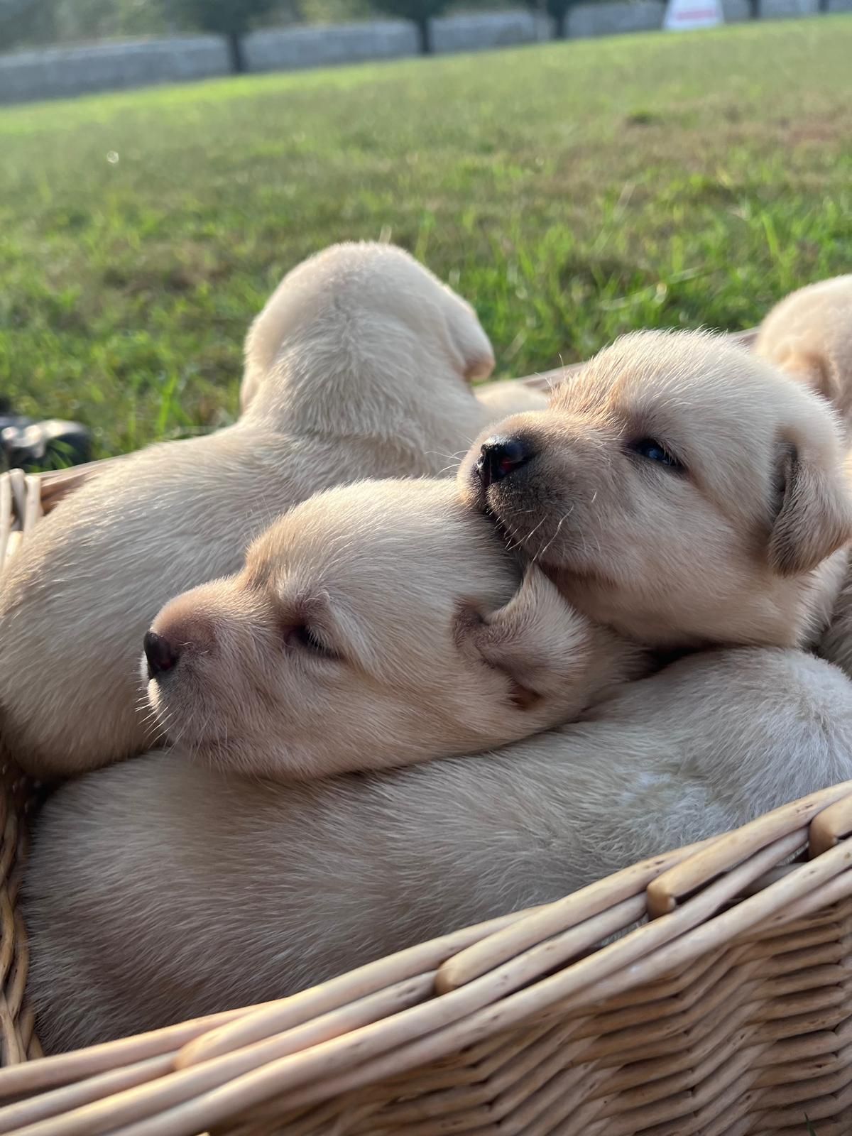 Un mucchio di cuccioli di Labrador chiari in un cesto intrecciato, rannicchiati insieme con gli occhi chiusi sull'erba verde.