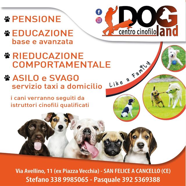 Annuncio di asilo per cani con foto di cani ed elenco dei servizi offerti, tra cui pensione e addestramento.
