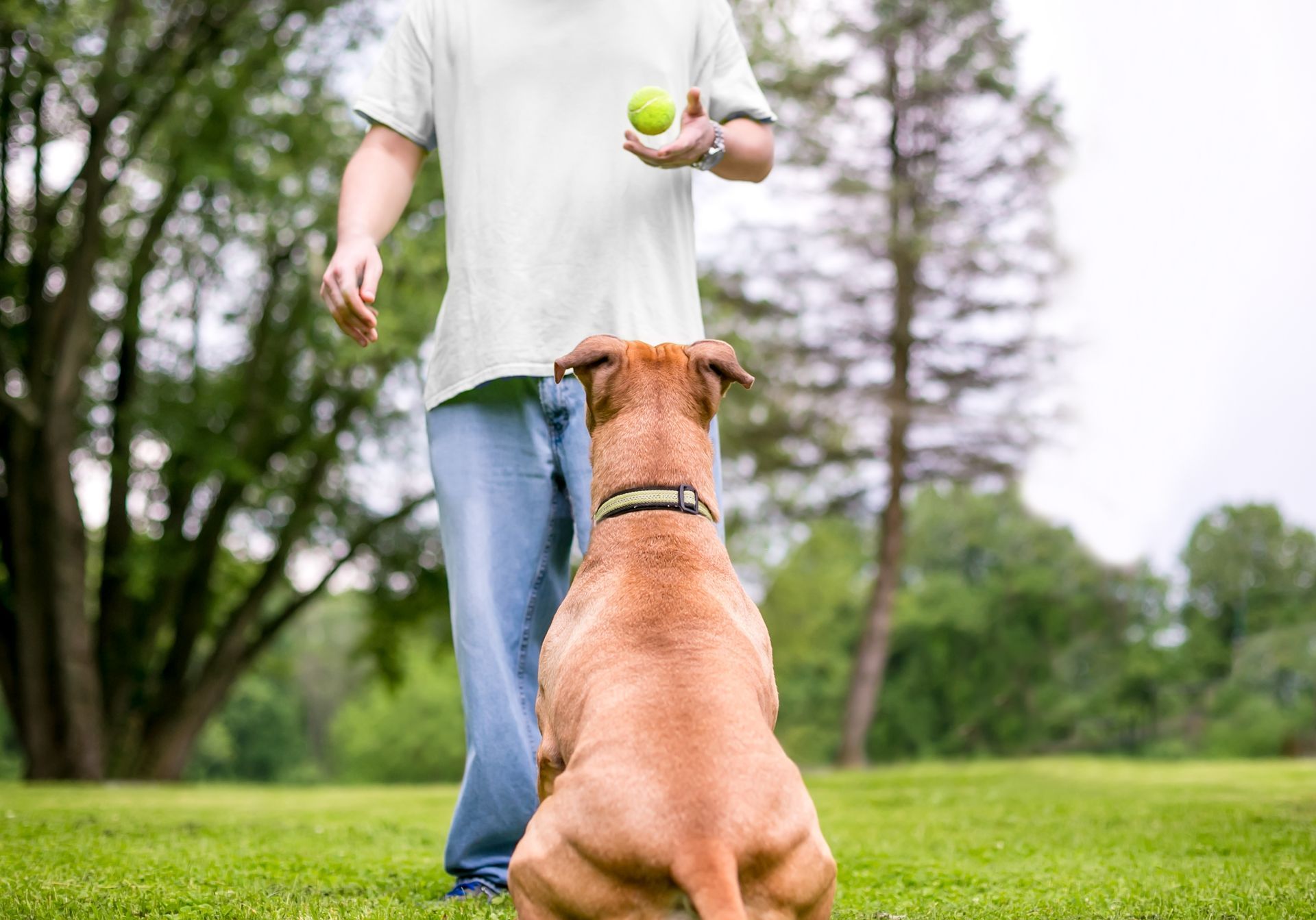 Persona in procinto di lanciare una palla a un cane in un parco.