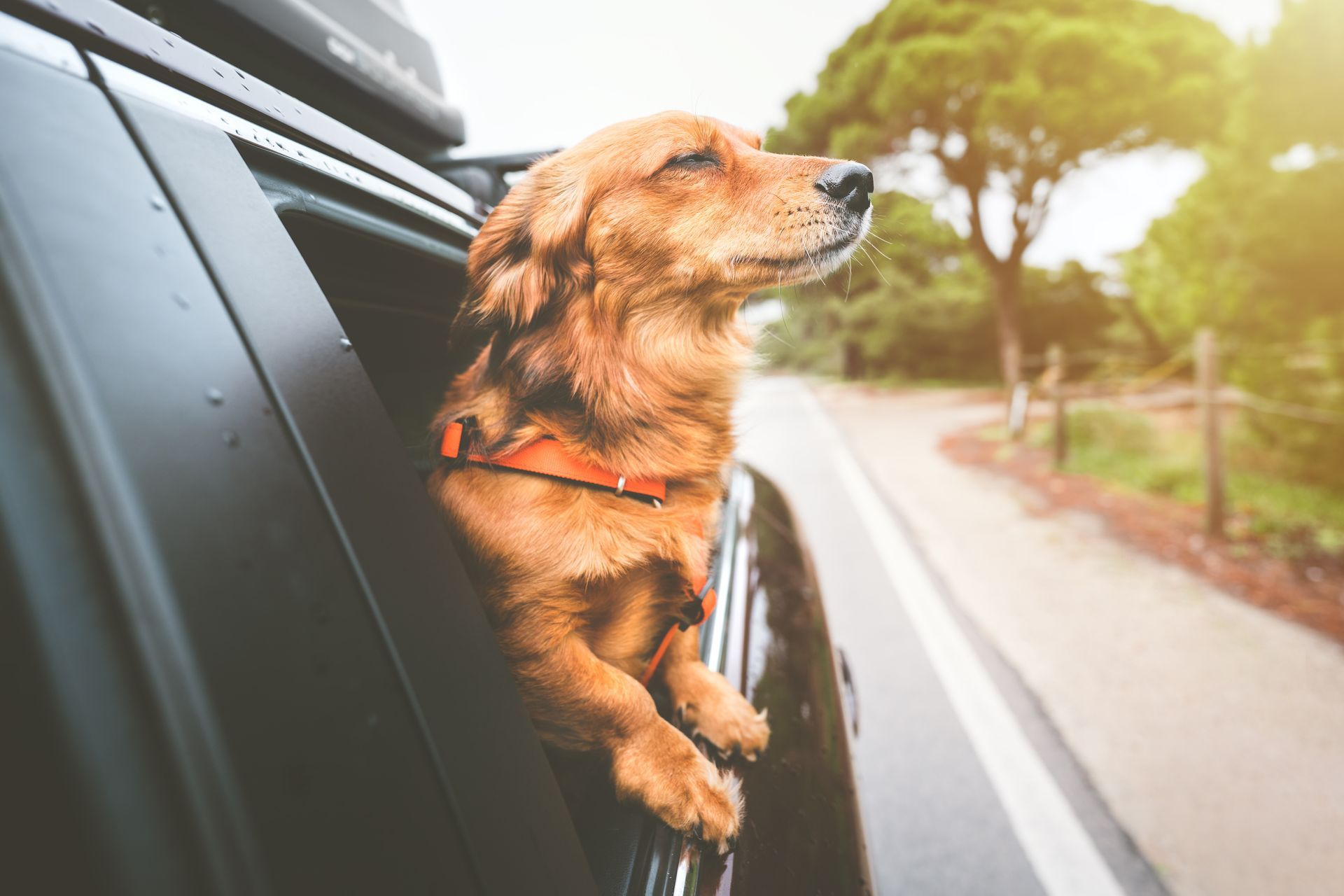 Un golden retriever si gode un giro in macchina, con la testa fuori dal finestrino, una pettorina arancione e la strada sullo sfondo.