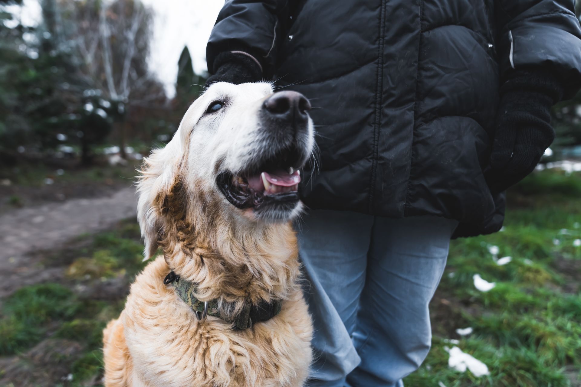 Il Golden Retriever sorride, guardando verso l'alto verso una persona che indossa una giacca nera e jeans blu, all'aperto.