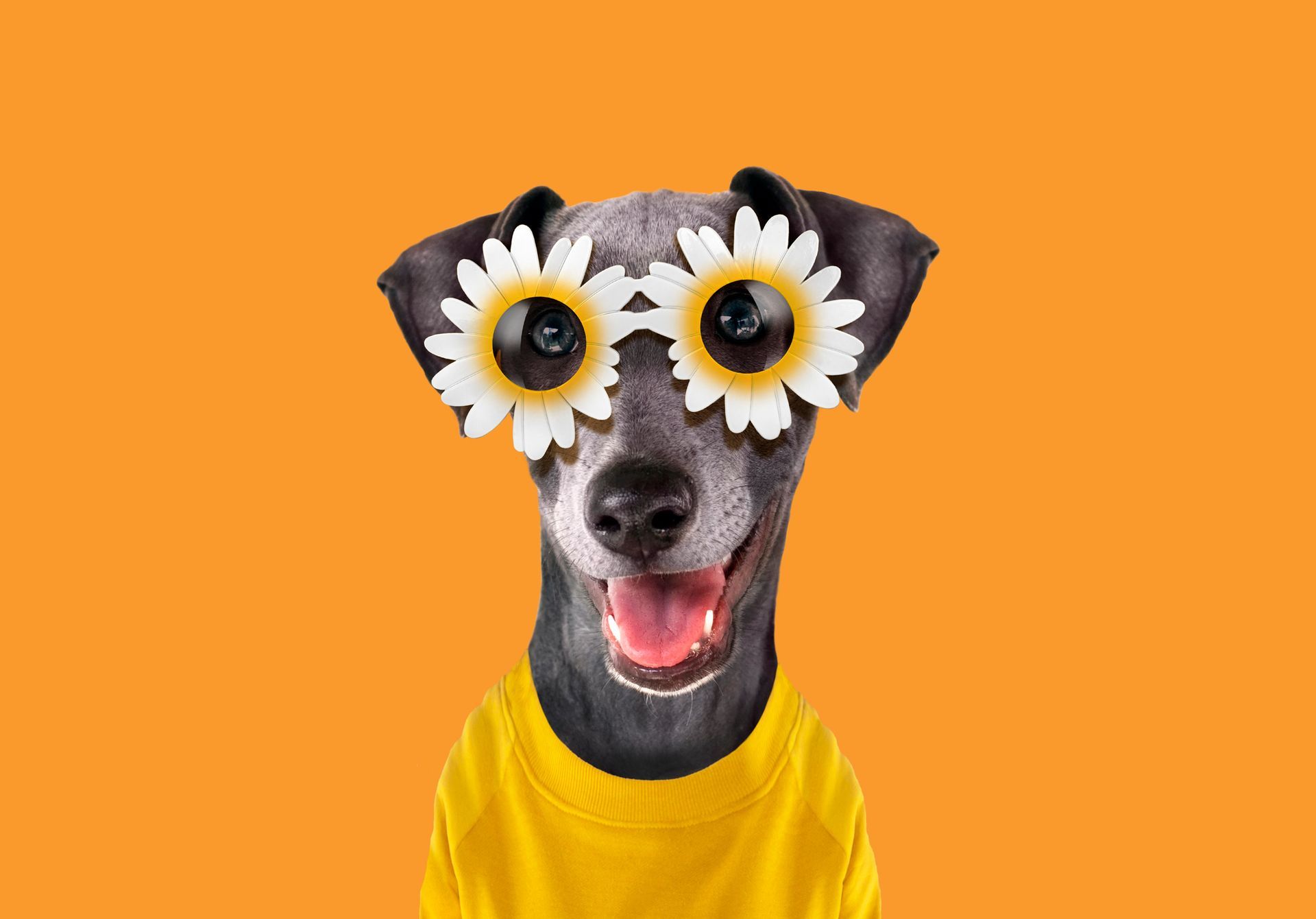 Cane che indossa occhiali a forma di girasole e un maglione giallo, sorridente su uno sfondo arancione.
