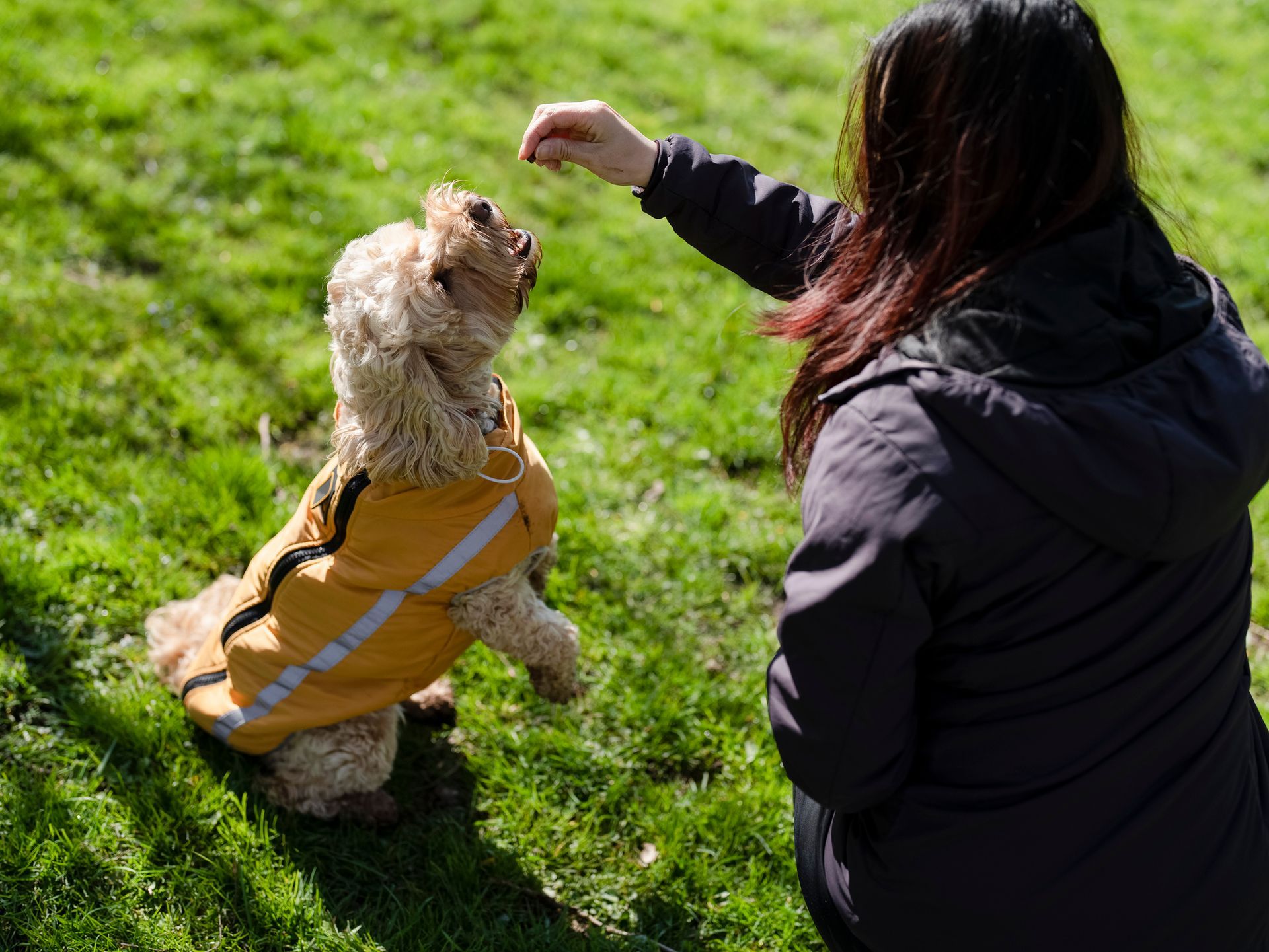 cane e addestratore