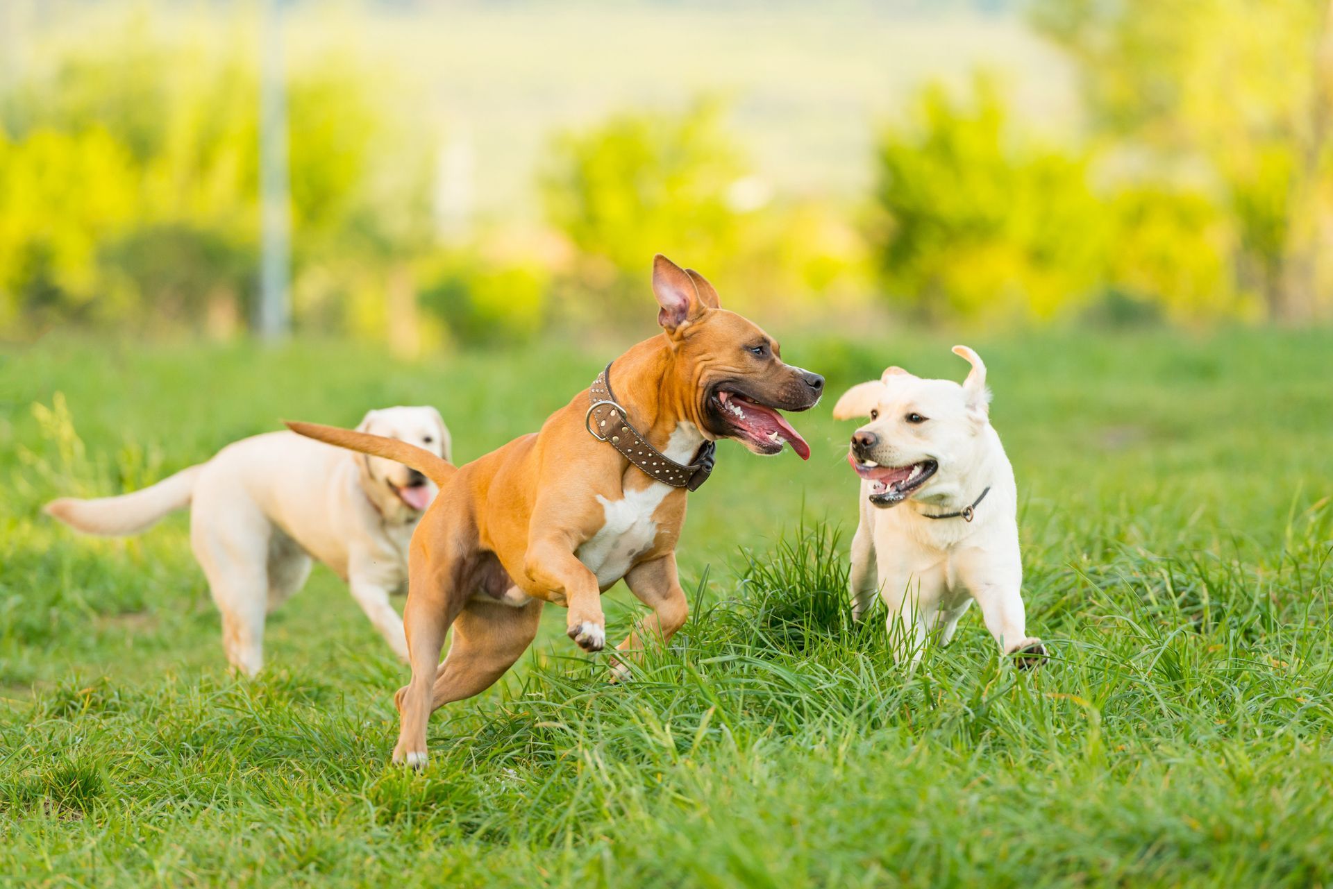 Tre cani che corrono e giocano in un campo erboso. Due sono labrador gialli, uno è marrone.