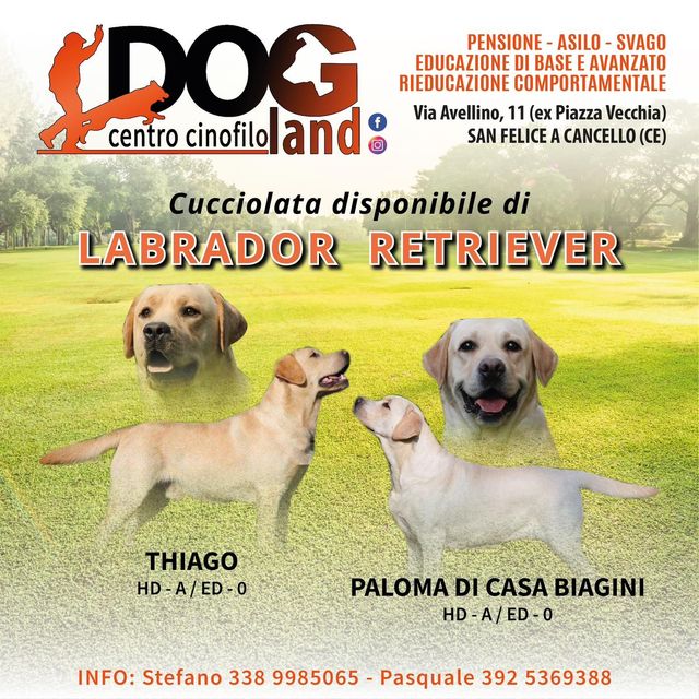 Annuncio per Labrador Retriever del Dog Centro Cinofilo Land. Con foto di cani, informazioni di contatto e servizi offerti a San Felice a Cancello.
