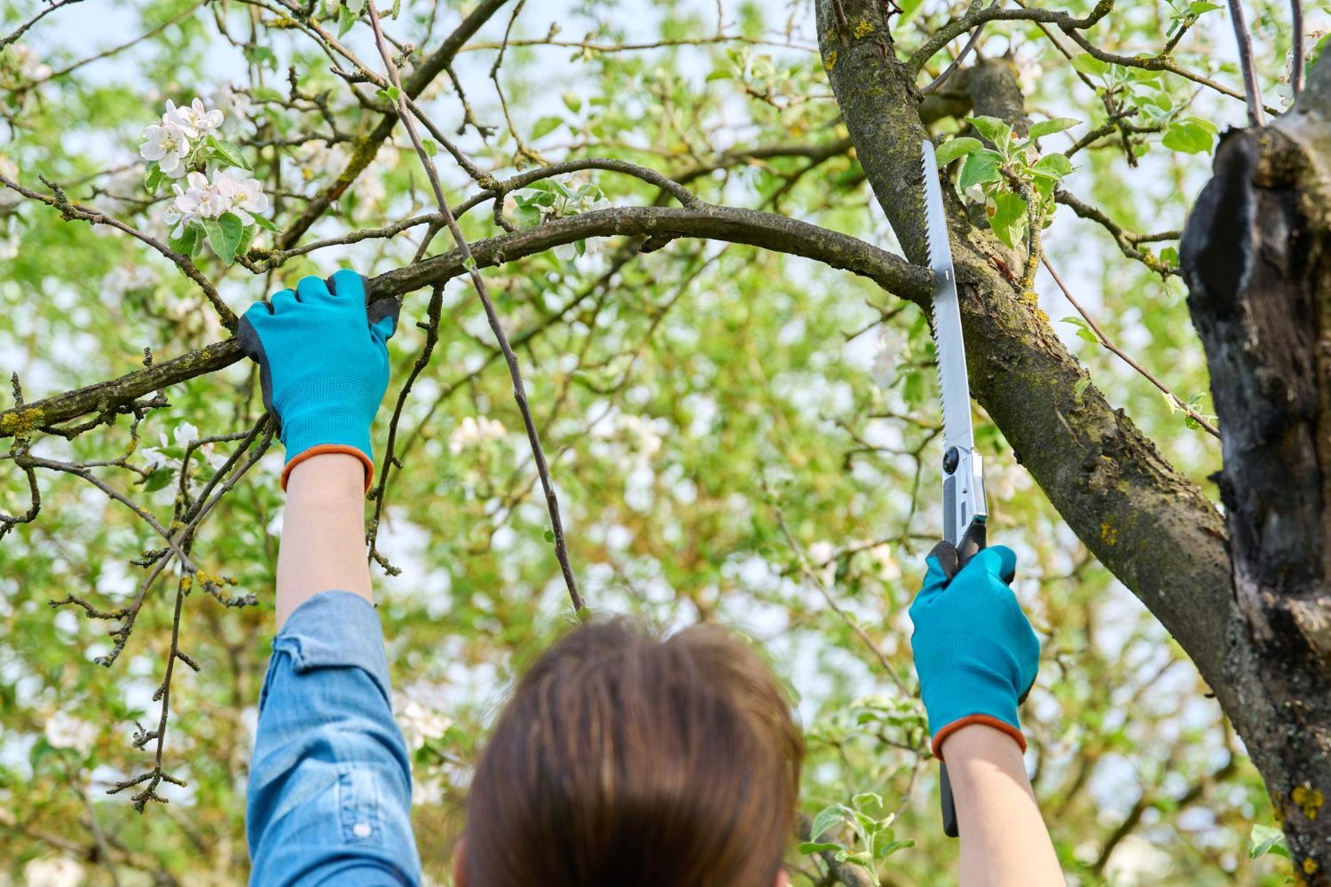 tree care service