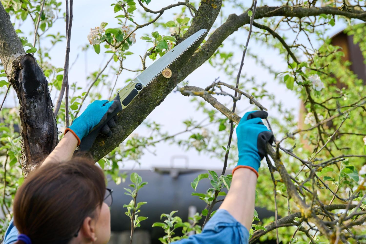 tree trimming service