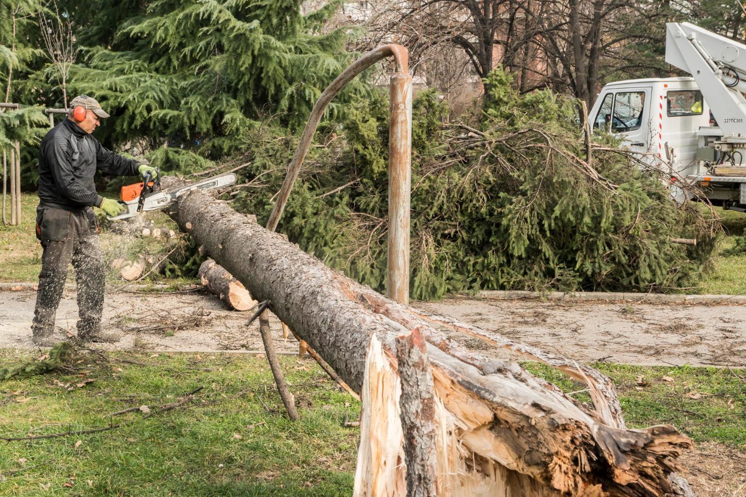 professional arborist