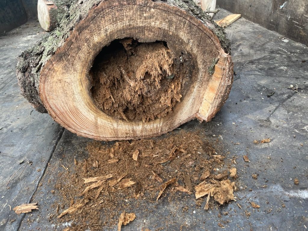 A diseased tree