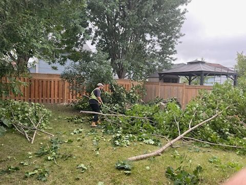 A backtyard with a tree removal project