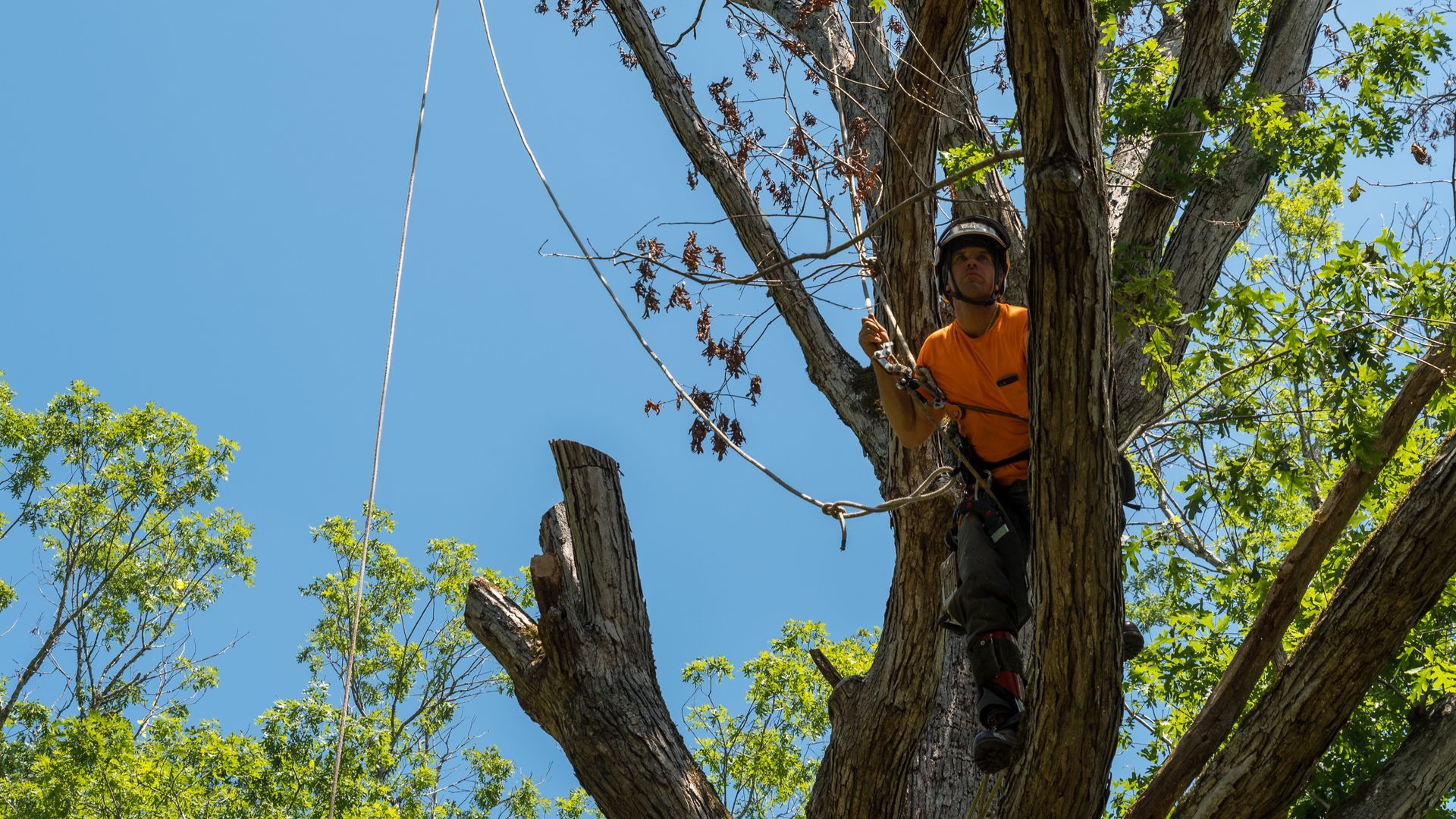 A arborist cutting a tree