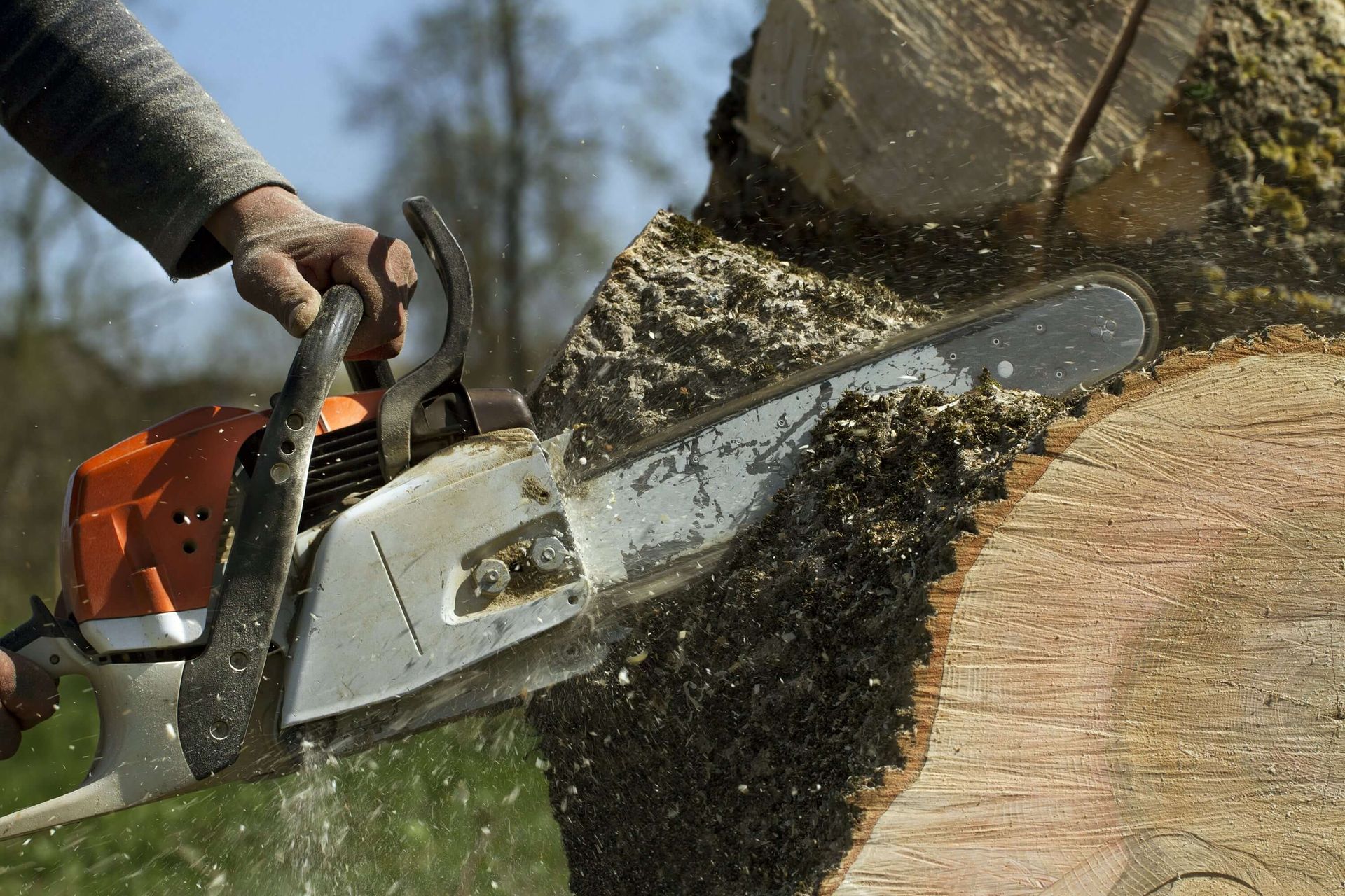 A chain saw cutting a tree