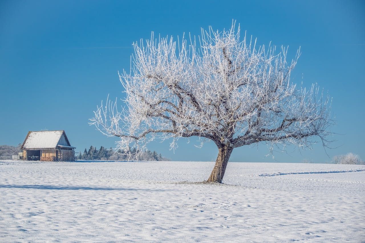 Winter Tree Damage