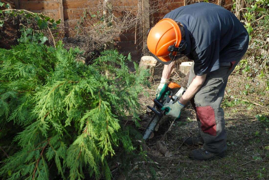 A man triming an tree