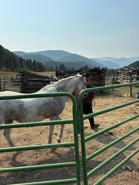Center for Warriors Archery Elk Camp's Equestrian Therapy at camp September 2024