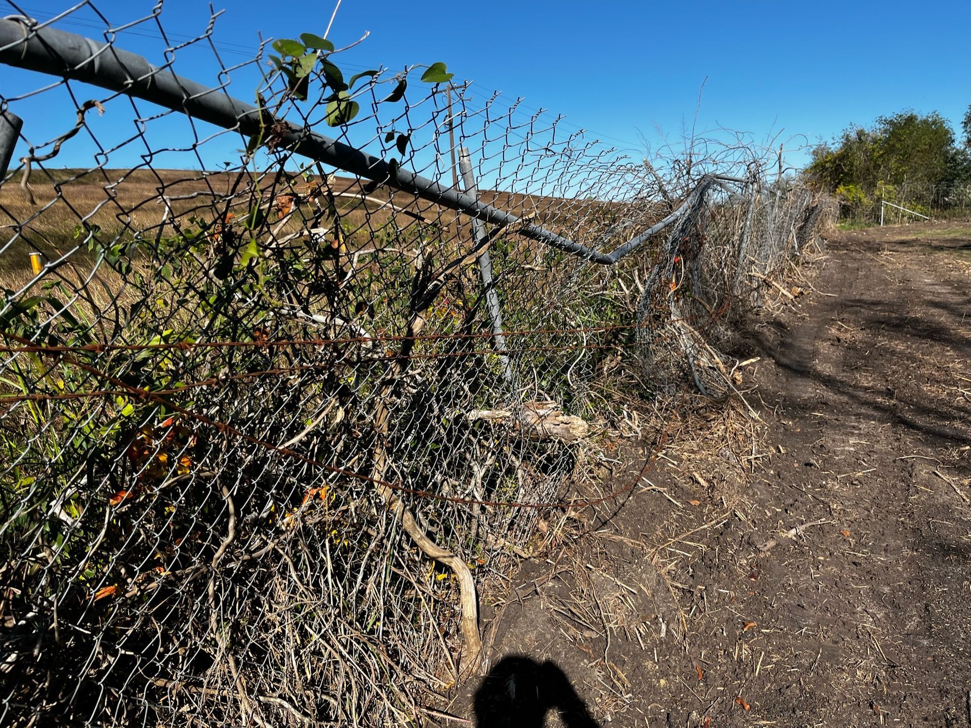 Chain-link fence overgrown with dry brush on a dirt path with a blue sky.