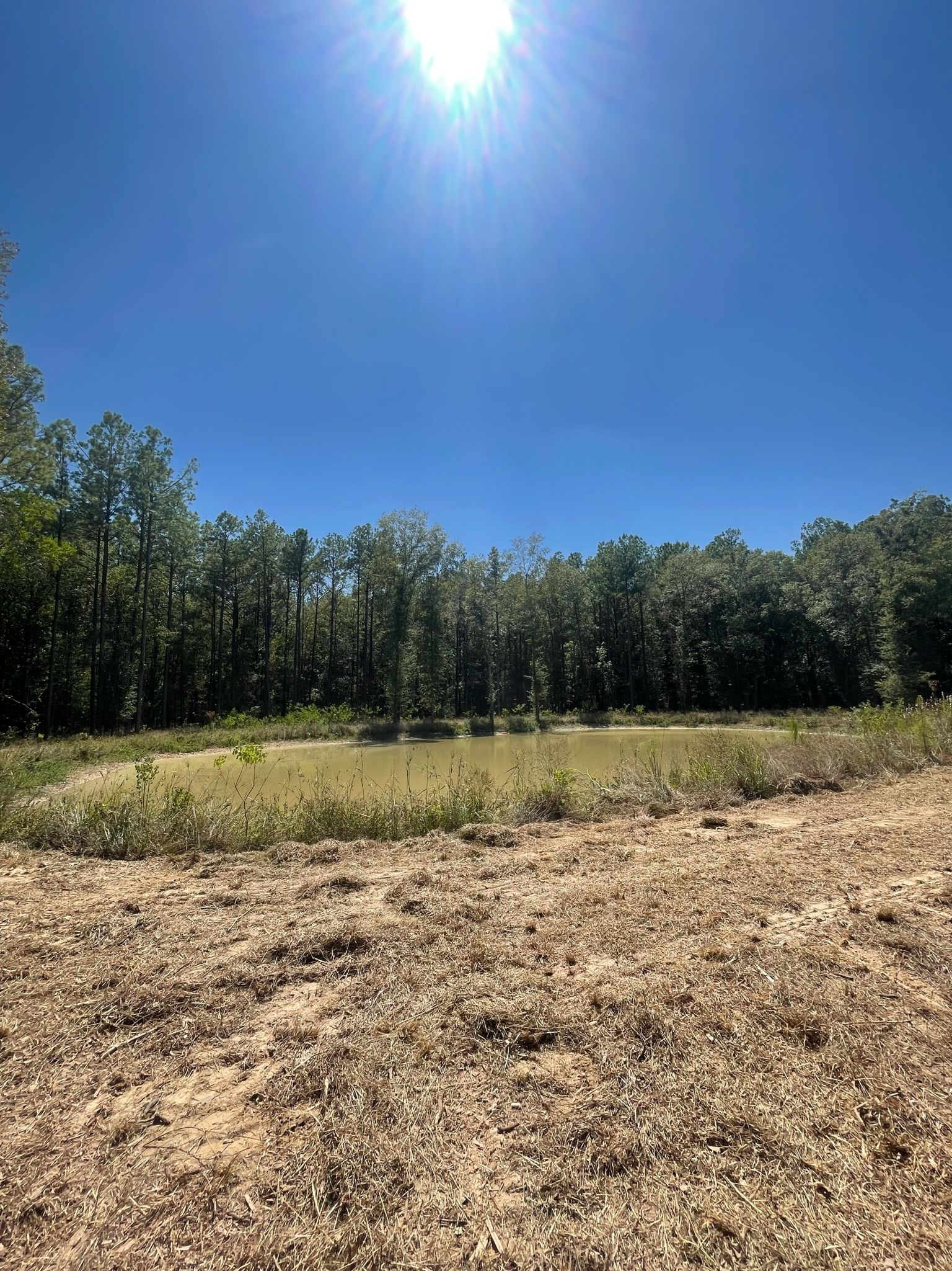 Bright sun over a clearing of dry grass, surrounded by a line of trees against a blue sky.