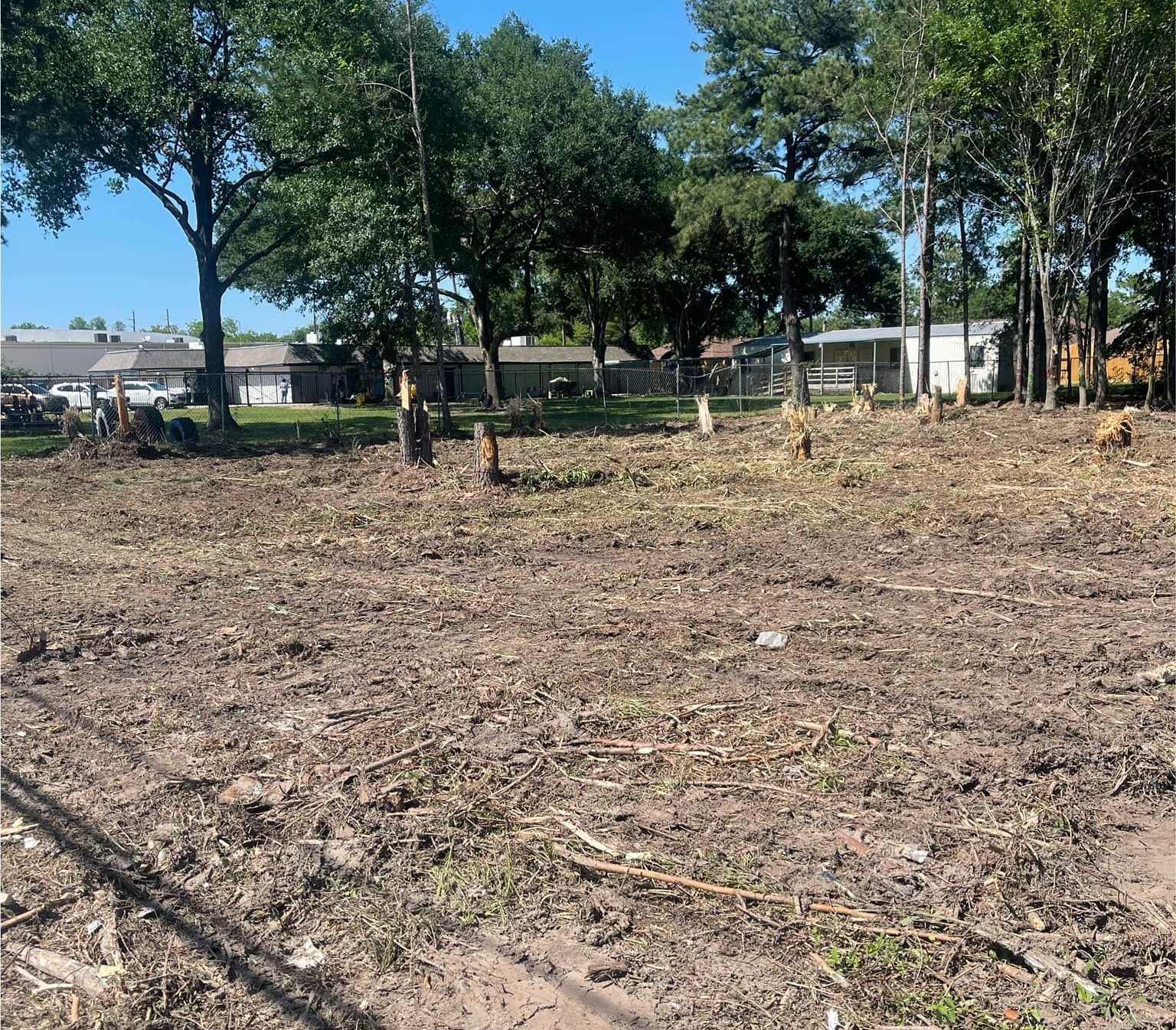 Cleared land with tree stumps and scattered debris under a clear sky. Residential buildings in the background.