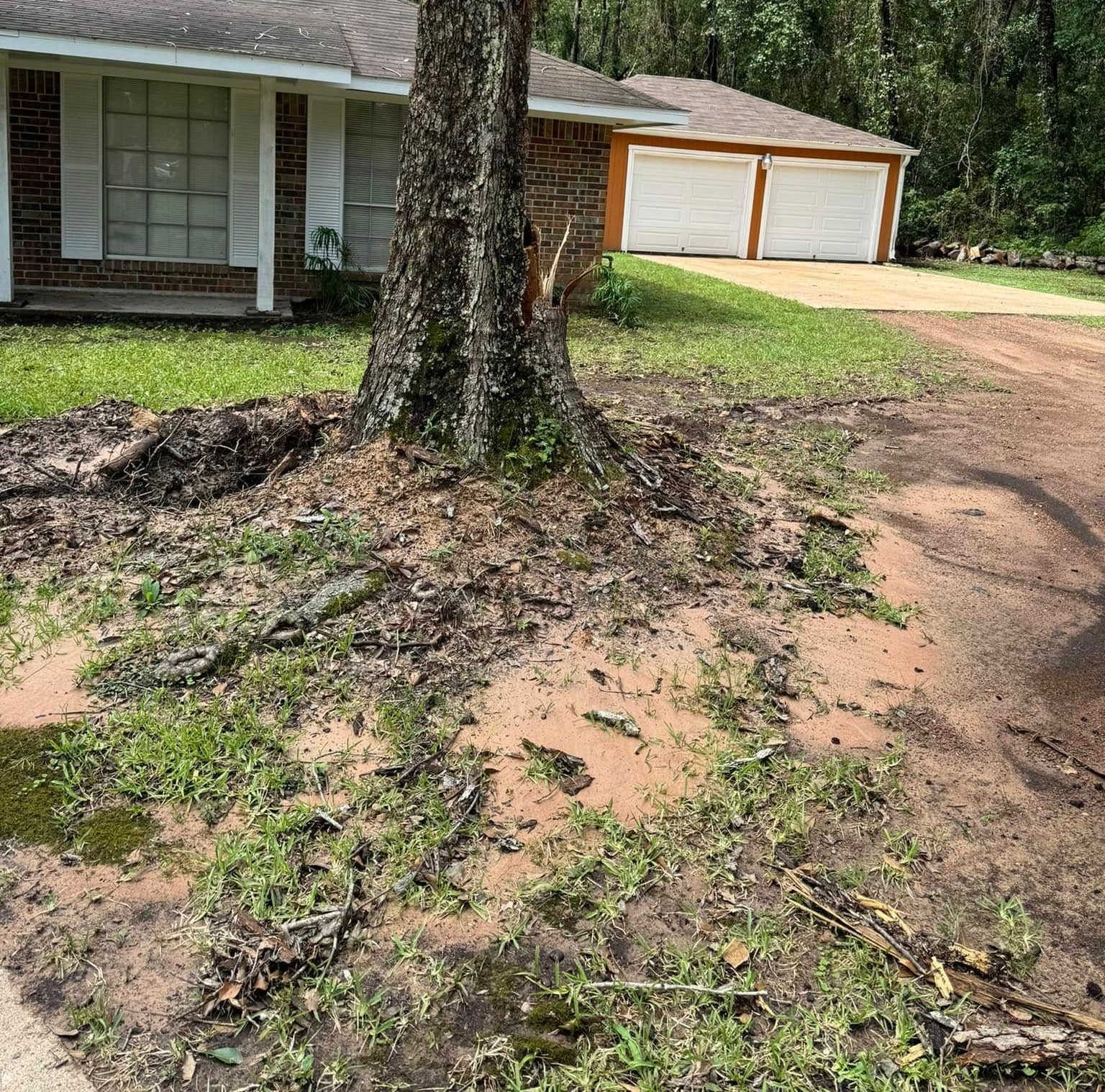 A tree with exposed roots on a muddy lawn, near a house with a garage.