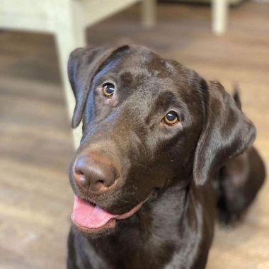 a friendly chocolate Labrador with a brown coat — pet boarding idaho