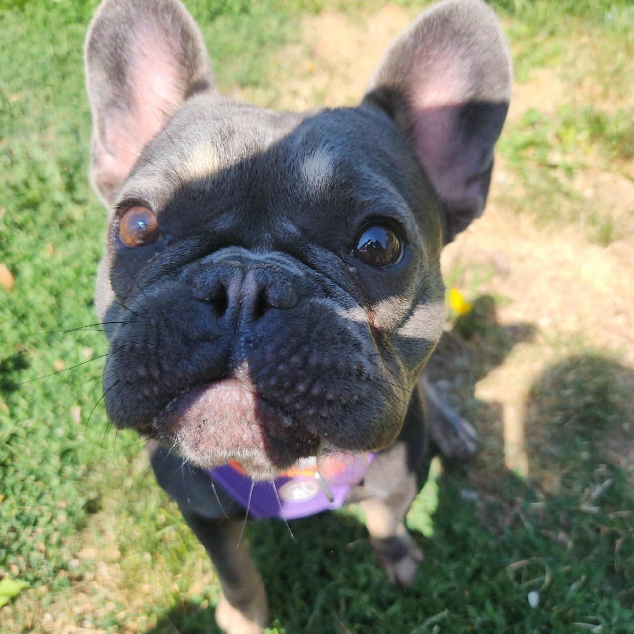 A French Bulldog with a gray and tan coat looks up — pet boarding idaho