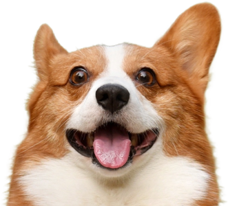 Happy Corgi — Boise Kennels in Boise, ID