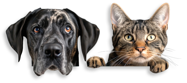 A black and white dog and a tabby cat peeking over a ledge — pet boarding idaho
