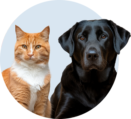 Ginger Cat and Black Dog — Boise Kennels in Boise, ID Ginger Cat and Black Dog — Boise Kennels in Boise, ID