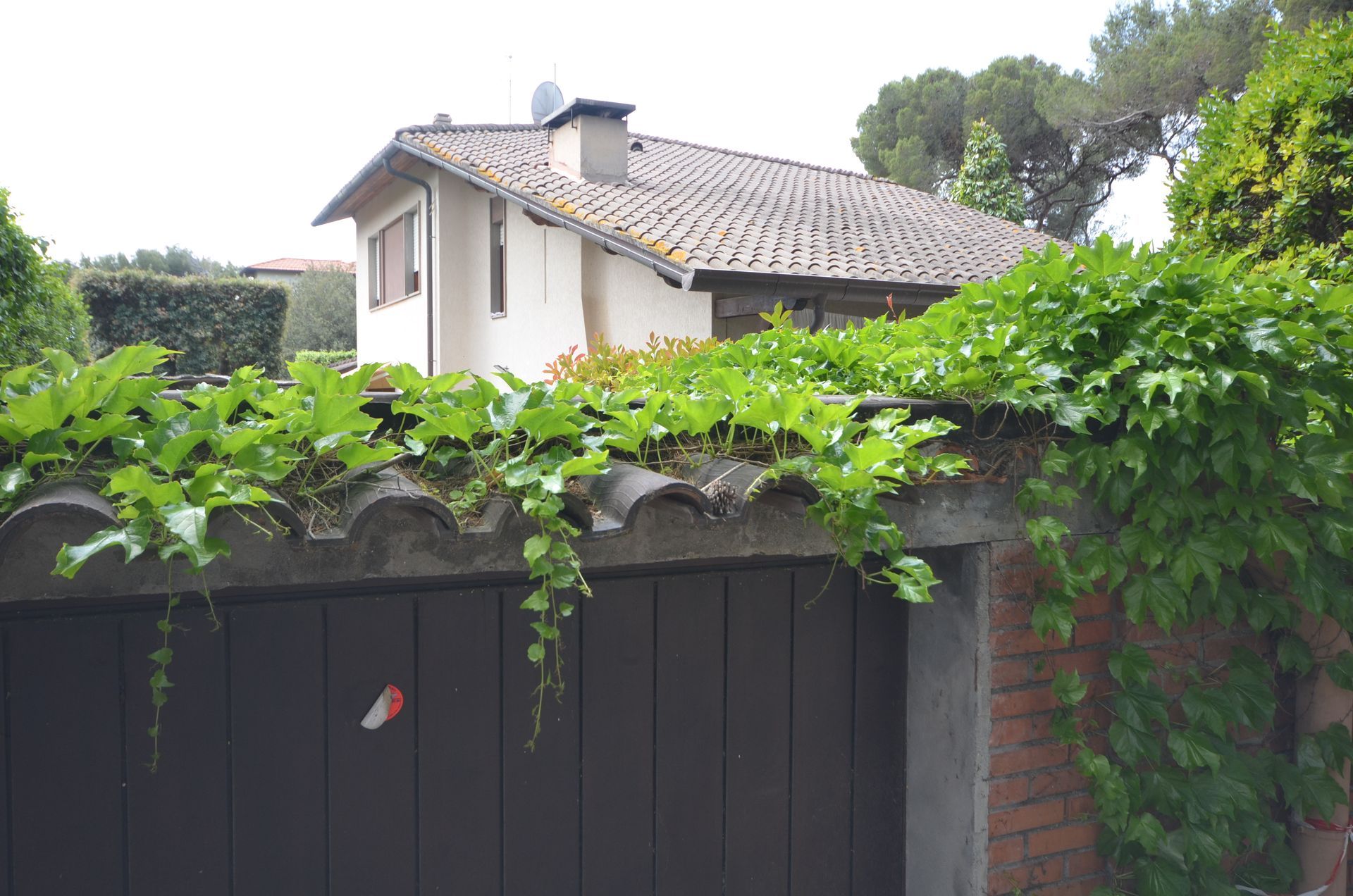 Casa dietro un cancello di legno scuro ricoperto di rampicanti verdi e un muro di mattoni.