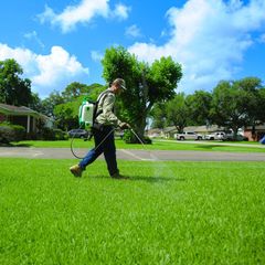Man spraying lawn with backpack sprayer in residential area.