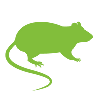 Green silhouette of a rat with a long tail.
