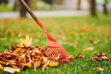 Man Cleans the Autumn Park