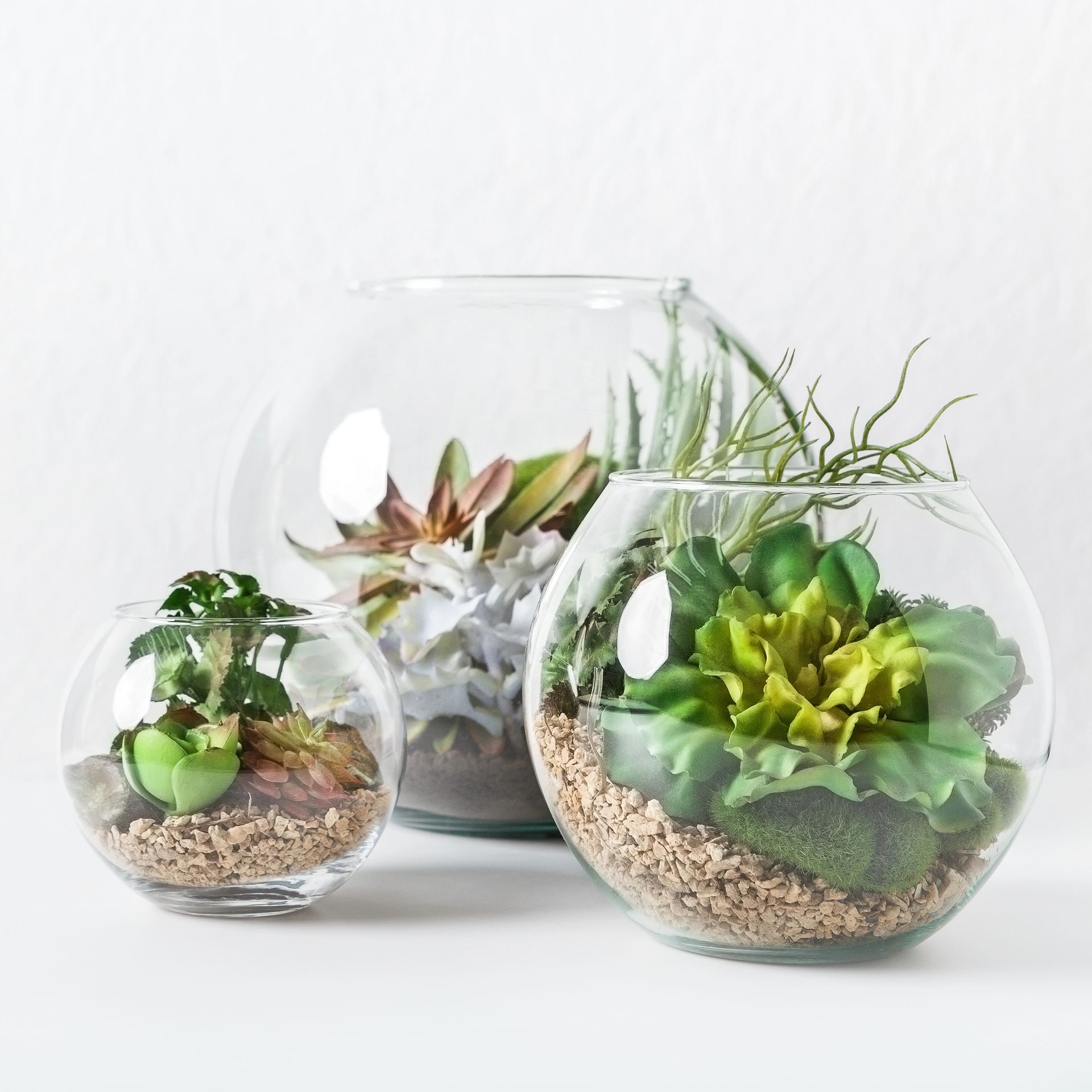 Tre terrari in vetro con diverse piante succulente su sfondo bianco