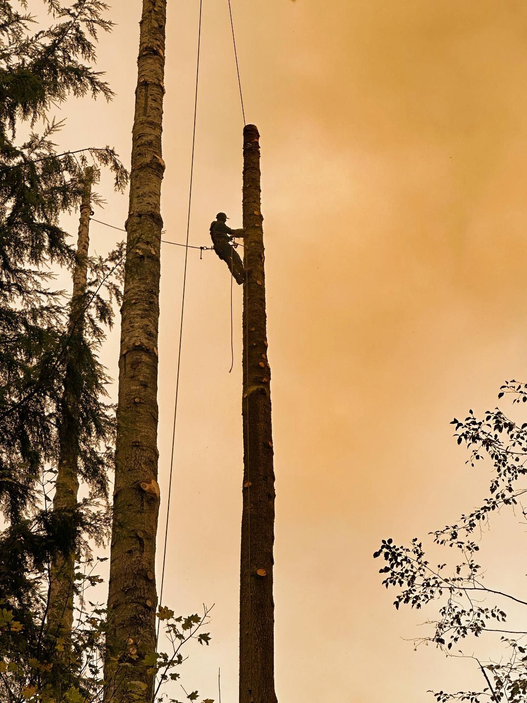 tree pruning rainier or