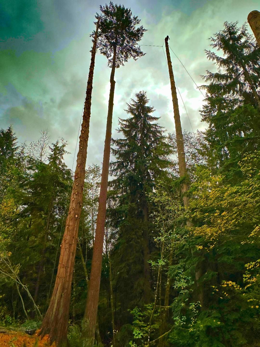 arborist rainier or arborist rainier or