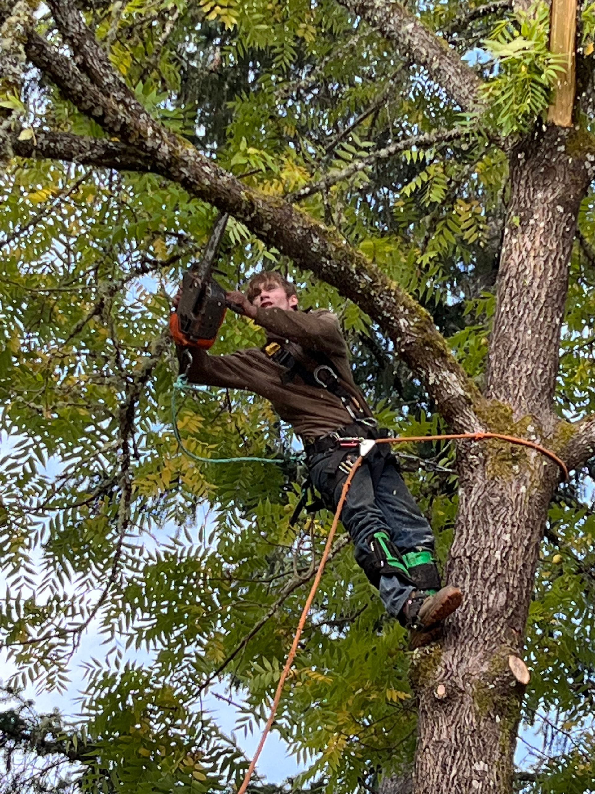 tree pruning rainier or