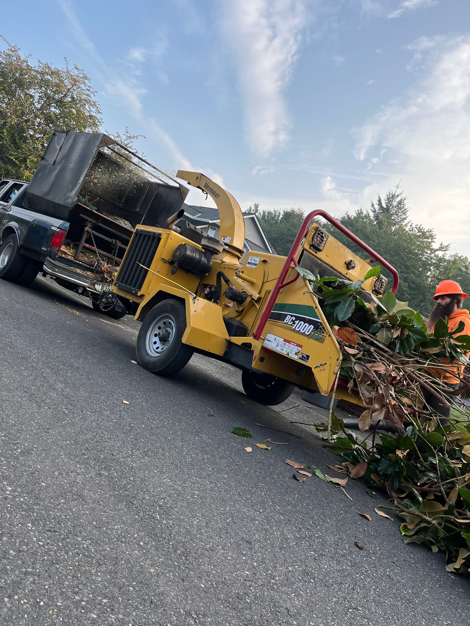 tree pruning rainier or