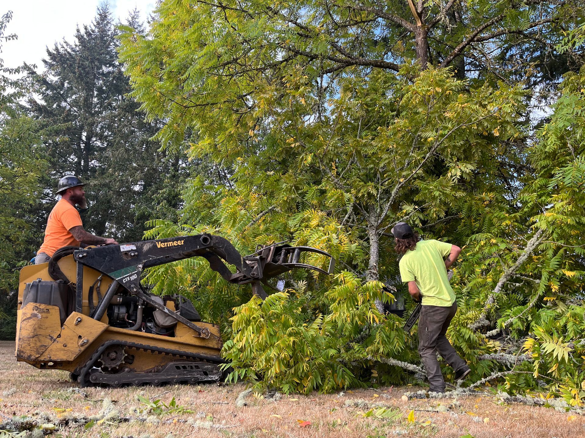 arborist rainier or arborist rainier or