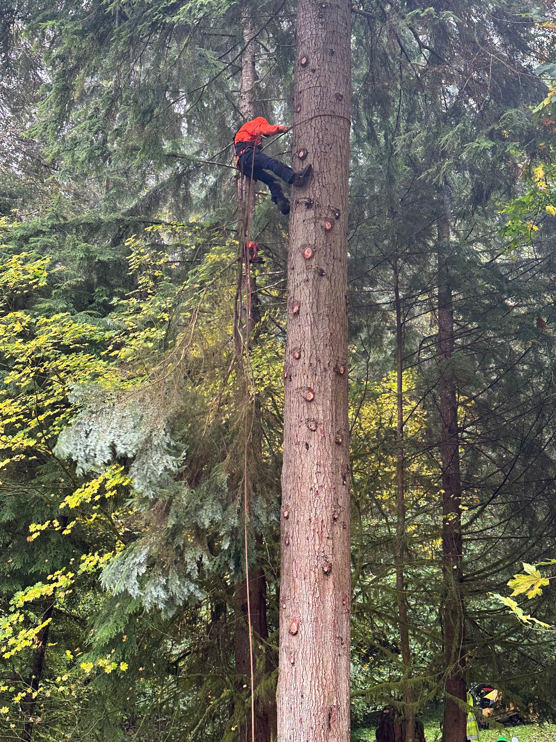 tree pruning rainier or