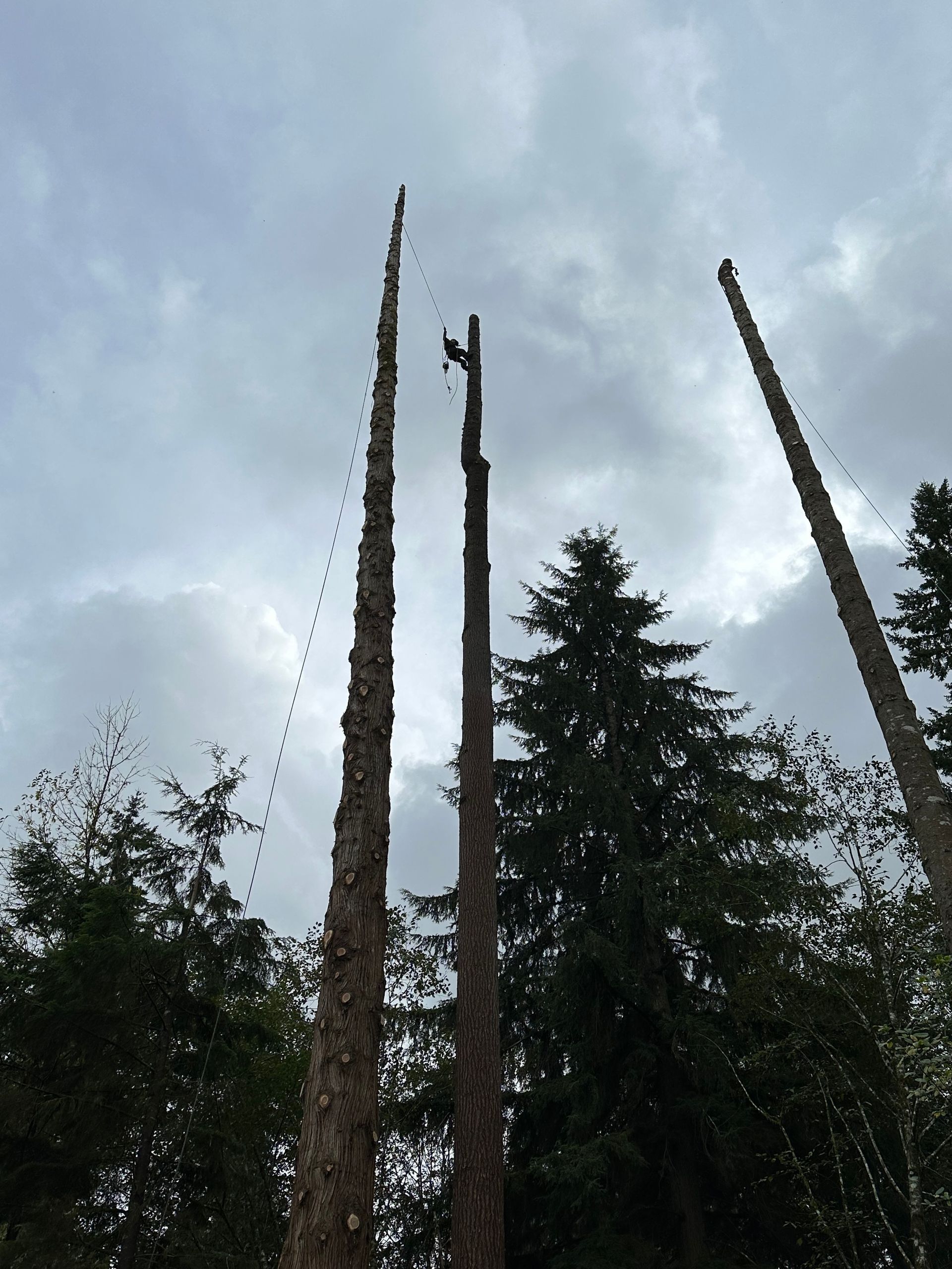tree pruning rainier or tree pruning rainier or