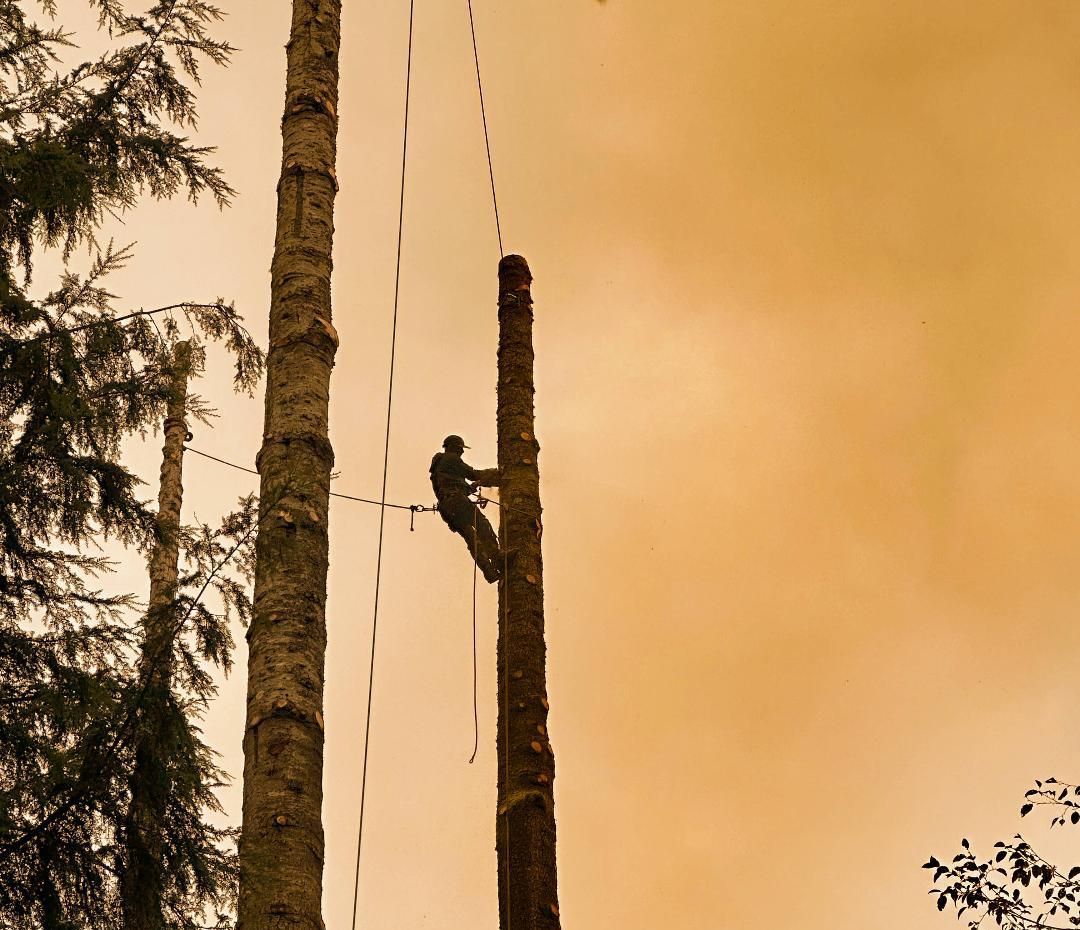 emergency tree service rainier or