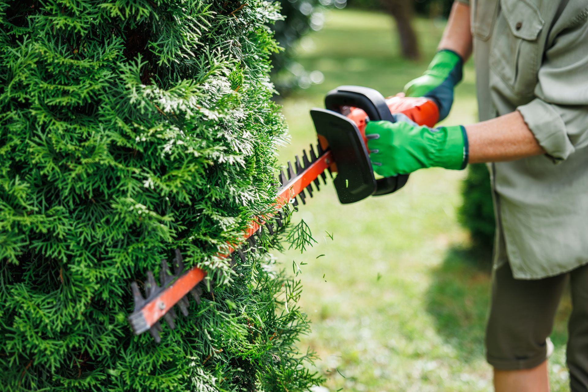 tree removal rainier or tree removal rainier or