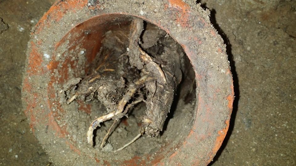 Rusty circular drain opening with exposed roots and debris inside